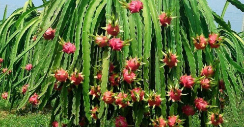HAGL Agrico (HNG) “dọn đường” phát hành riêng lẻ hơn 741 triệu cổ phiếu cho Thagrico để hoán đổi nợ
