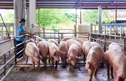 Giá lợn hơi hôm nay 27/6/2021: Ít biến động, dao động từ 58.000 - 69.000 đồng/kg