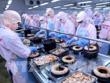 “Vua tôm” Minh Phú liệu có đạt mục tiêu kinh doanh đầy tham vọng?
