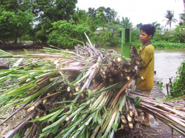 Cổ phiếu mía đường có cơ hội nhờ bình đẳng thương mại
