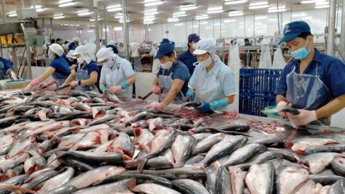 Xuất khẩu cá tra tăng mạnh nhưng người nuôi cá và doanh nghiệp đều...không vui