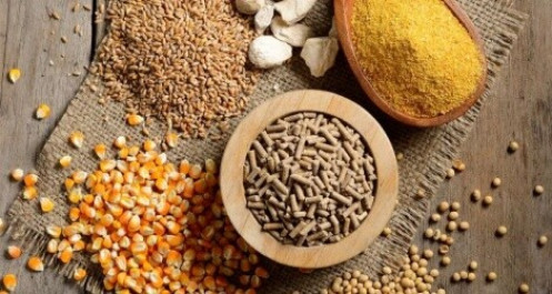Xuất khẩu trên nửa tỷ USD thức ăn chăn nuôi