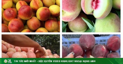 "Điểm mặt” các loại đào Trung Quốc bán đầy chợ Việt, cách phân biệt với đào Sa Pa