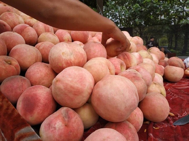 "Điểm mặt” các loại đào Trung Quốc bán đầy chợ Việt, cách phân biệt với đào Sa Pa