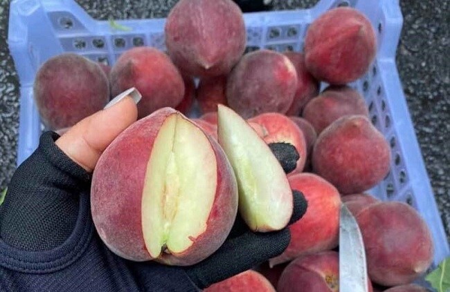 "Điểm mặt” các loại đào Trung Quốc bán đầy chợ Việt, cách phân biệt với đào Sa Pa
