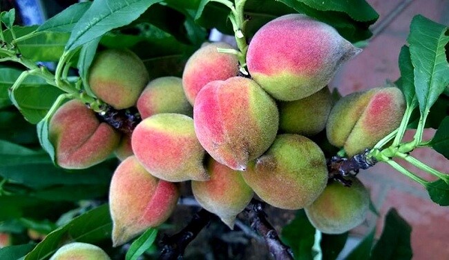 "Điểm mặt” các loại đào Trung Quốc bán đầy chợ Việt, cách phân biệt với đào Sa Pa