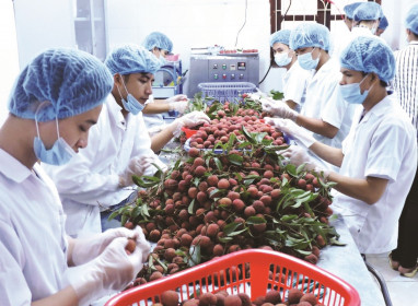 Để nông sản xuất khẩu “vượt rào” kỹ thuật