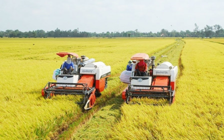 Giá lúa gạo hôm nay 17/7: Giá lúa tiếp tục giảm