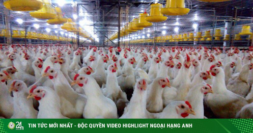 Gà ế, chủ trại phải bán giá rẻ như cho chỉ 11.000 đồng/kg