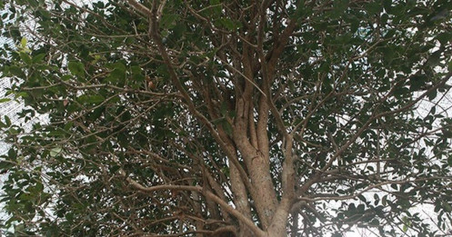 Giải mã 'cơn sốt' Mộc Hương - loài cây đắt đỏ sánh ngang lan đột biến