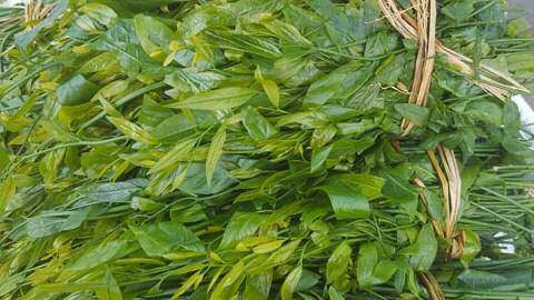 Hà Nội: Rau ngót 200.000 đồng/kg khiến ai cũng sửng sốt