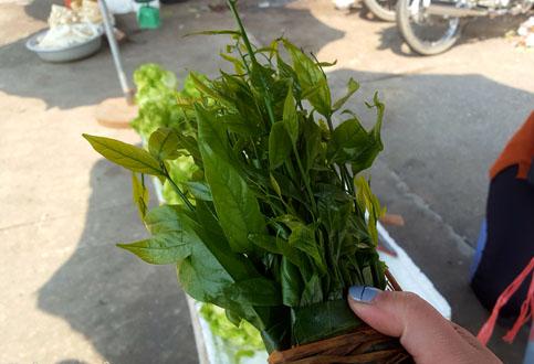 Hà Nội: Rau ngót 200.000 đồng/kg khiến ai cũng sửng sốt