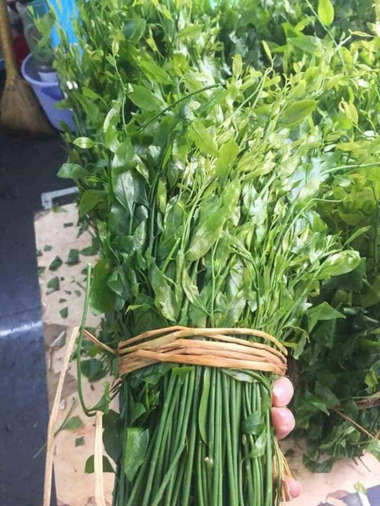 Hà Nội: Rau ngót 200.000 đồng/kg khiến ai cũng sửng sốt