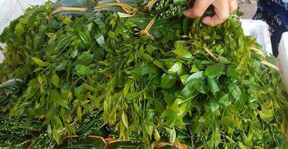 Hà Nội: Rau ngót 200.000 đồng/kg khiến ai cũng sửng sốt