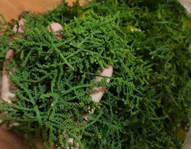 Hà Nội: Rau ngót 200.000 đồng/kg khiến ai cũng sửng sốt