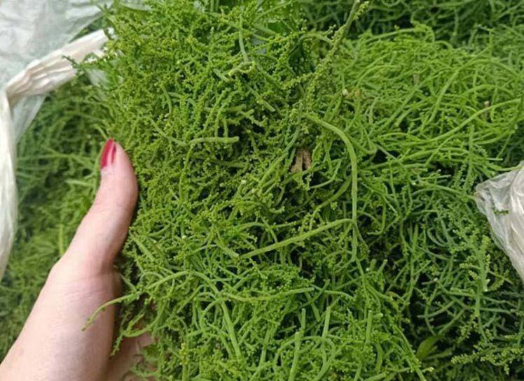 Hà Nội: Rau ngót 200.000 đồng/kg khiến ai cũng sửng sốt
