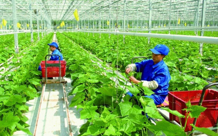 Đẩy mạnh phát triển nông nghiệp công nghệ cao