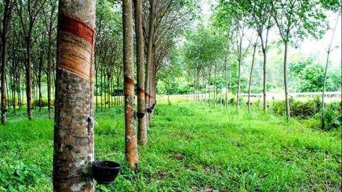 Giá cao su hôm nay 23/7: Tăng nhẹ, nhà đầu tư Trung Quốc cắt giảm giao dịch, triển vọng u ám