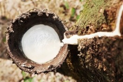 Giá cao su tăng cao, DRG báo lãi ròng quý 2 hơn 32 tỷ đồng