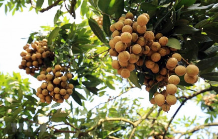 Xuất khẩu trái nhãn vì sao vẫn loay hoay?