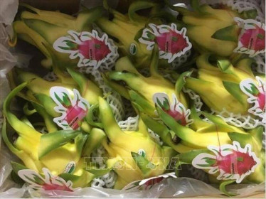 Thanh long Việt Nam ngày càng được ưa chuộng tại Australia