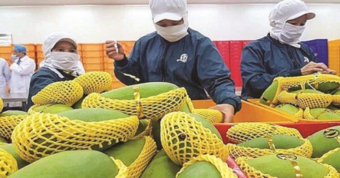 Xuất khẩu bền vững nông sản Việt Nam trong bối cảnh tham gia EVFTA