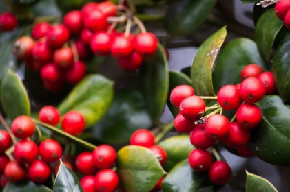 Giá cà phê hôm nay 26/7: Arabica đang cao nhất trong 6,5 năm qua, hướng đi nào cho cà phê tuần này?
