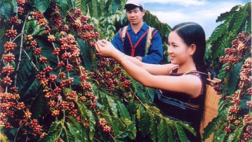 Cà phê xuất khẩu của Việt Nam đang chịu "thiệt thòi" về giá bán