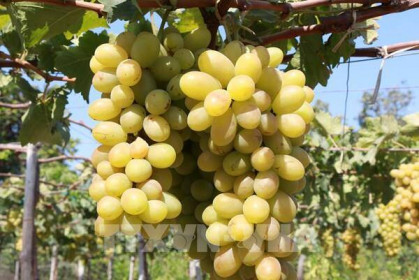 Ninh Thuận hỗ trợ các doanh nghiệp tham gia kênh phân phối hiện đại
