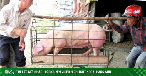Giá lợn, gà chạm đáy, ngành nông nghiệp "tắc" tứ bề