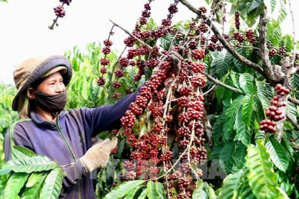Phát triển vùng nguyên liệu cà phê chất lượng cao, đặc sản
