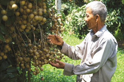 Ngăn chặn sự gián đoạn lưu thông nông sản