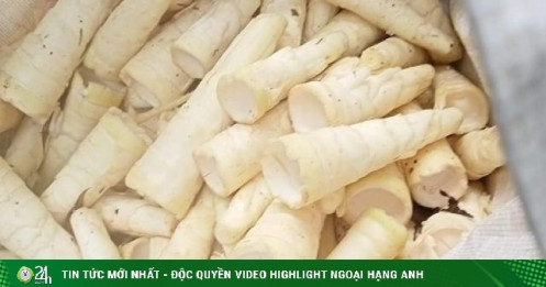 Đi tìm "lộc rừng” vào mùa mưa, người dân vùng núi kiếm tiền triệu mỗi ngày