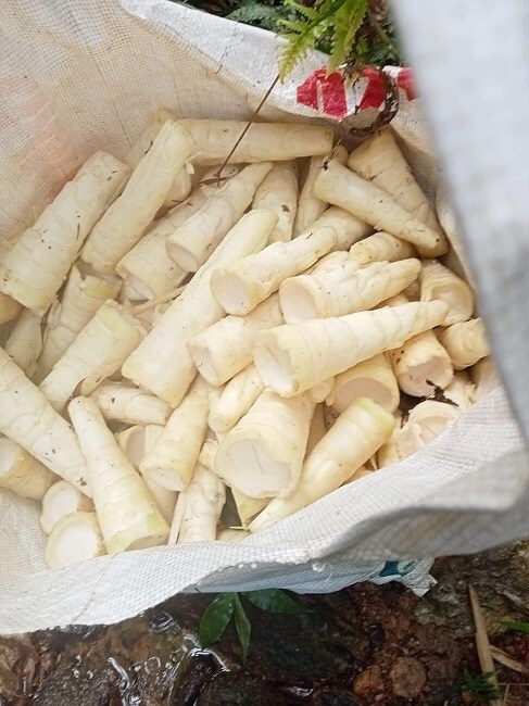 Đi tìm "lộc rừng” vào mùa mưa, người dân vùng núi kiếm tiền triệu mỗi ngày