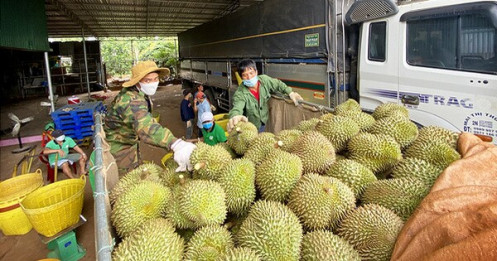 Sầu riêng Đắk Lắk vào mùa thu hoạch, chính quyền lập tổ hỗ trợ nông dân tiêu thụ