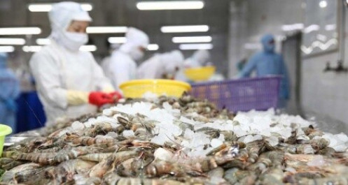 Cà Mau dừng hoạt động các cơ sở sơ chế tôm để phòng covid-19
