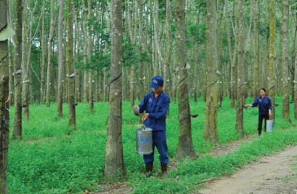 'Vàng trắng' tăng giá, doanh nghiệp cao su lãi lớn