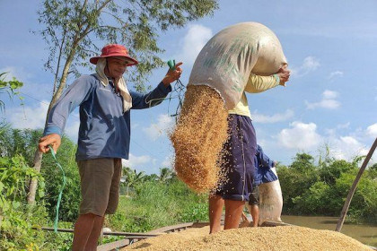Lúa rớt giá, An Giang 'trách' các tổng công ty lương thực đang đứng ngoài cuộc