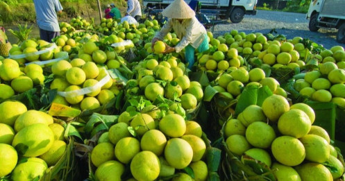Hàng trăm nghìn tấn rau, cá, lợn, gà của các tỉnh phía Nam cần "cứu" đầu ra