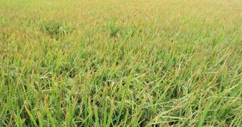 Tháo gỡ khó khăn cho lưu thông, xuất khẩu gạo