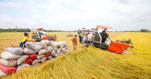 Lúa đầy đồng, giá giảm sâu, vì sao Vinafood I, Vinafood II 'án binh bất động'?