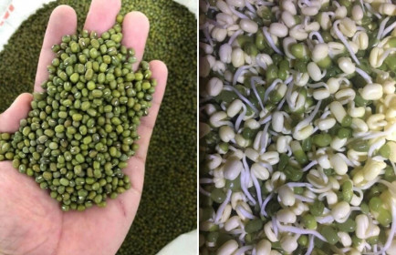Ở nhà chống dịch, chị em đua nhau làm giá đỗ, giá đậu xanh tăng mạnh