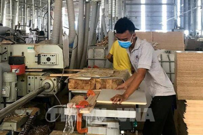 Bộ Tài chính: Chưa phù hợp để tăng thuế xuất khẩu gỗ dán