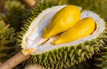 Sầu riêng Ri6 'cháy hàng' tại Úc