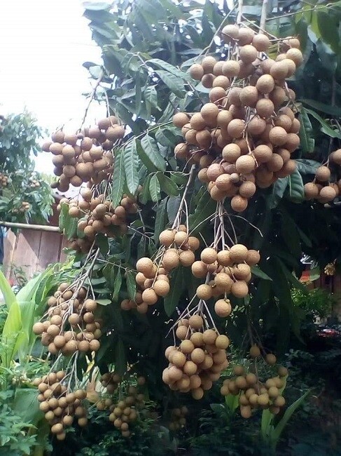 Nhãn Sông Mã rẻ hơn rau vẫn ế ẩm không có người mua