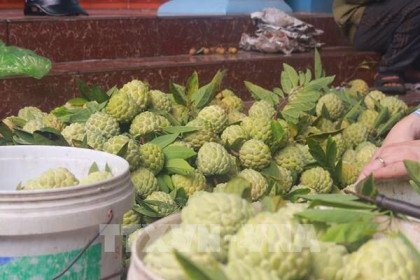 Quảng Ninh đưa na Đông Triều lên sàn thương mại điện tử