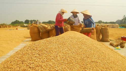 Ngân hàng Nhà nước yêu cầu các ngân hàng thương mại hỗ trợ doanh nghiệp, thu mua, tạm trữ thóc, gạo