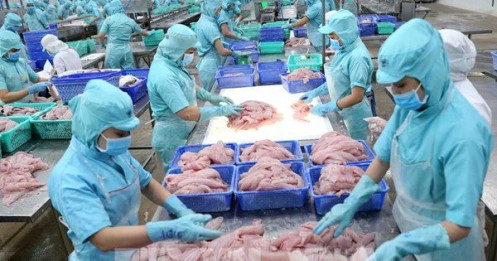Thủy sản sẽ mất gần 500 triệu USD nếu mất thị trường EU