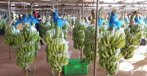 Lỗ ròng 129 tỷ đồng quý 2/2021, HAGL Agrico (HNG) lỗ lũy kế hơn 2.400 tỷ đồng
