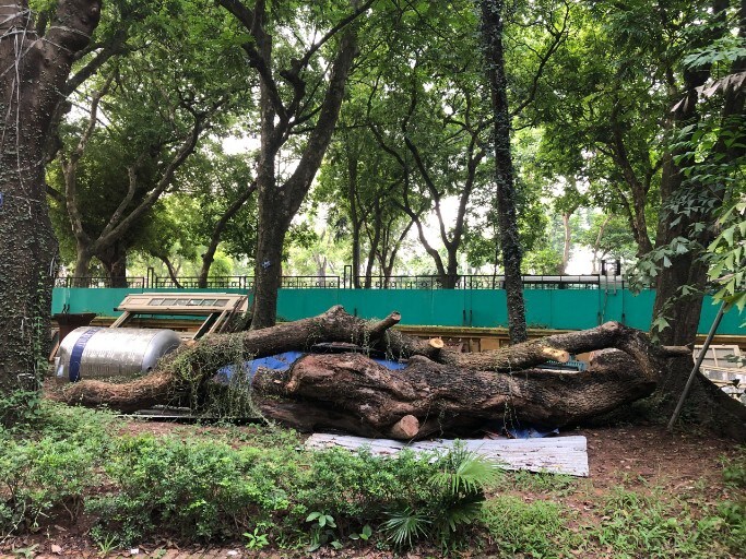 Hà Nội: Đấu giá trực tuyến 7 cây gỗ sưa được gần 235 tỷ đồng
